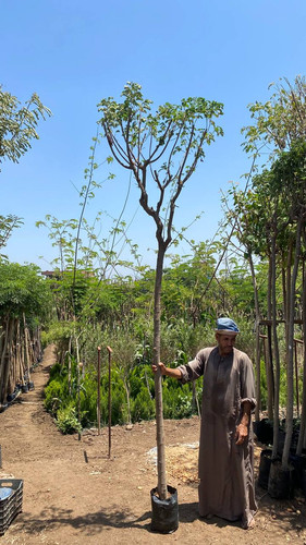 Cassia glauca 2.5 3 (2)