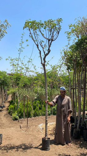 Cassia glauca 2.5 3 (1)