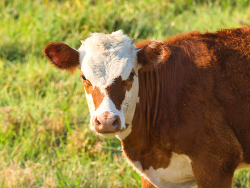 white brown calf field surrounded by grass sunlight with blurry.jpg