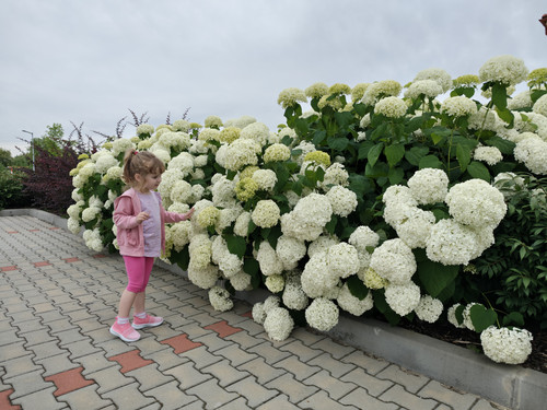 IMG 20240614 180101284 HDR.jpg