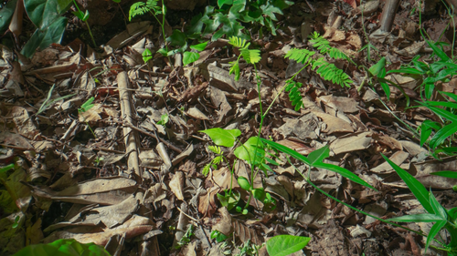 The.Green.Planet.S01E01.Tropical.Worlds.1080p.BDRemux.AVC.TrueHD.Atmos.7.1 SPHD 001.png