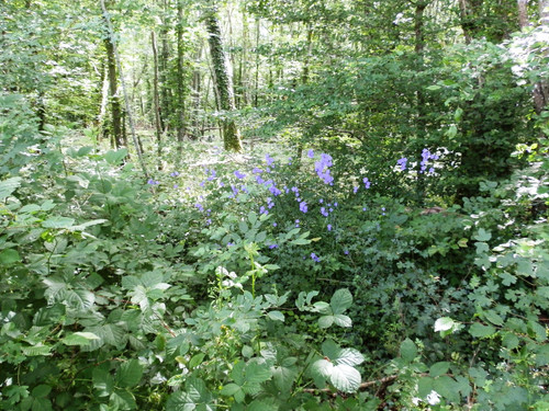 Ormes Domaine de la Canaudière 10