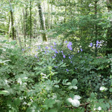 Ormes Domaine de la Canaudière 10