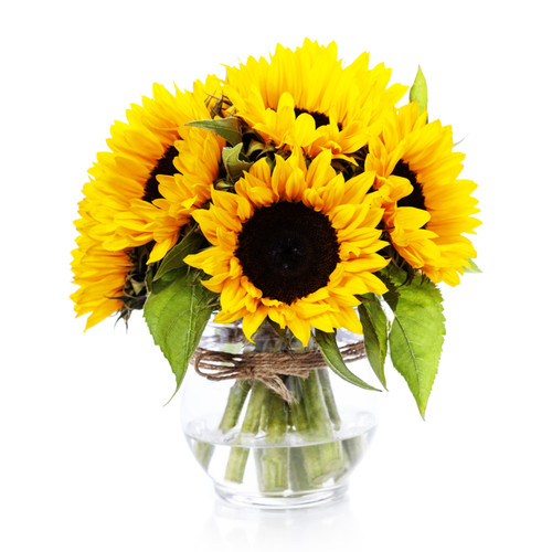 Sunflowers in a  vase over white.jpg
