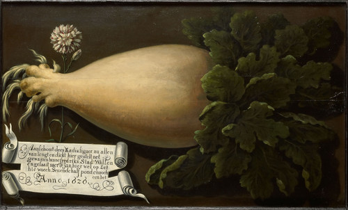 Unknown Гигантская редька, 1626, 53,5 cm х 87,5 cm, Дерево, масло