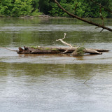 Le Canal d'Orléans 12
