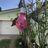 IMG 5687