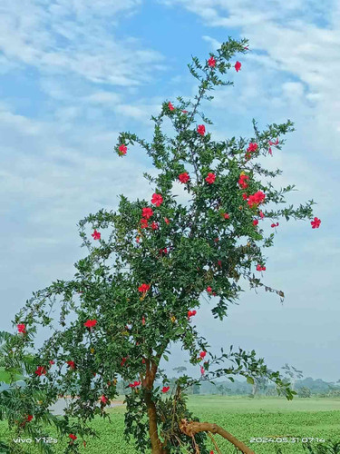 JPEG 20240612 231403 4623322378119657825.jpg