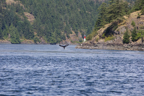 Campbell River Wildlife Tours.jpg