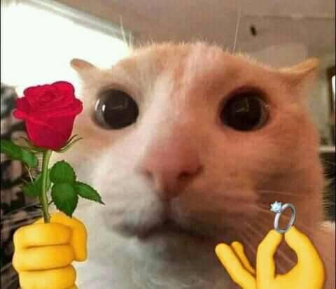 anh meme meo hai huoc 28.jpg