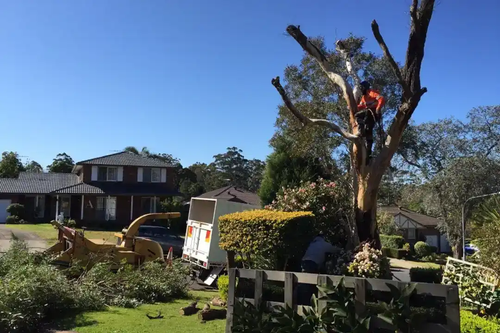 Professional Tree Removal in Western Sydney.png