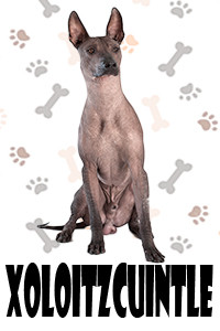 Xoloitzcuintle.jpg