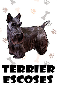 Terrier Escoses.jpg