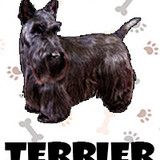 Terrier Escoses