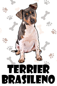 Terrier Brasileno.jpg