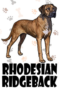 Rhodesian Ridgeback.jpg