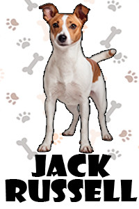 Jack Russell.jpg