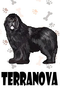 Terranova.jpg