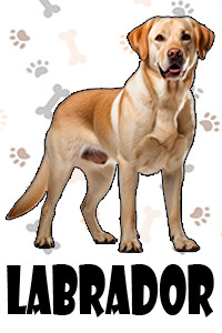 Labrador.jpg