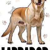 Labrador