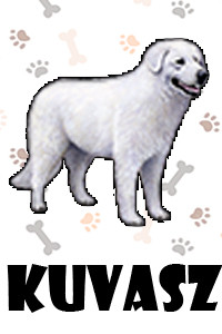Kuvasz.jpg