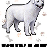 Kuvasz