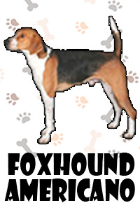 Foxhound Americano.jpg
