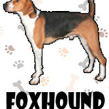 Foxhound Americano
