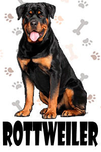 Rottweiler.jpg