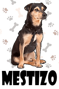Mestizo.jpg