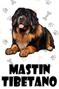 Mastin Tibetano.jpg