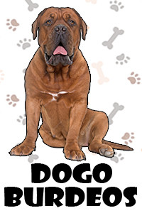Dogo Burdeos.jpg
