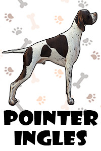 Pointer Ingles.jpg