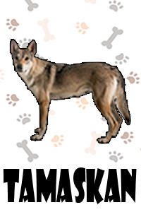 Tamaskan.jpg