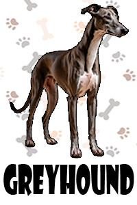 Greyhound.jpg
