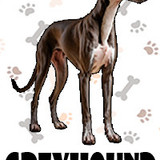 Greyhound