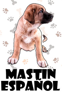 Mastin Español.jpg