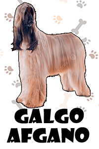 Galgo Afgano.jpg