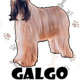Galgo Afgano