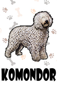 Komondor.jpg