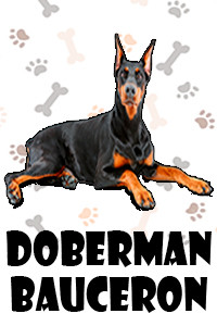 Doberman Bauceron.jpg