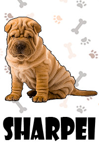 Sharpei.jpg