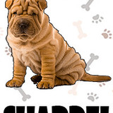 Sharpei