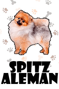 Spitz Aleman.jpg