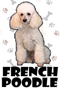 French Poodle.jpg