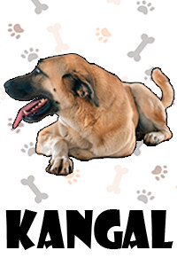 Kangal.jpg