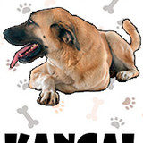Kangal