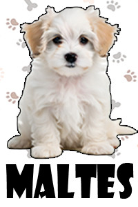 Maltes.jpg