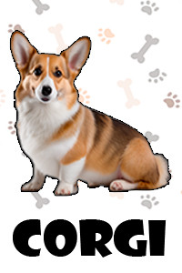 Corgi.jpg