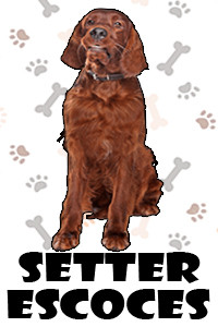 Setter Escoces.jpg